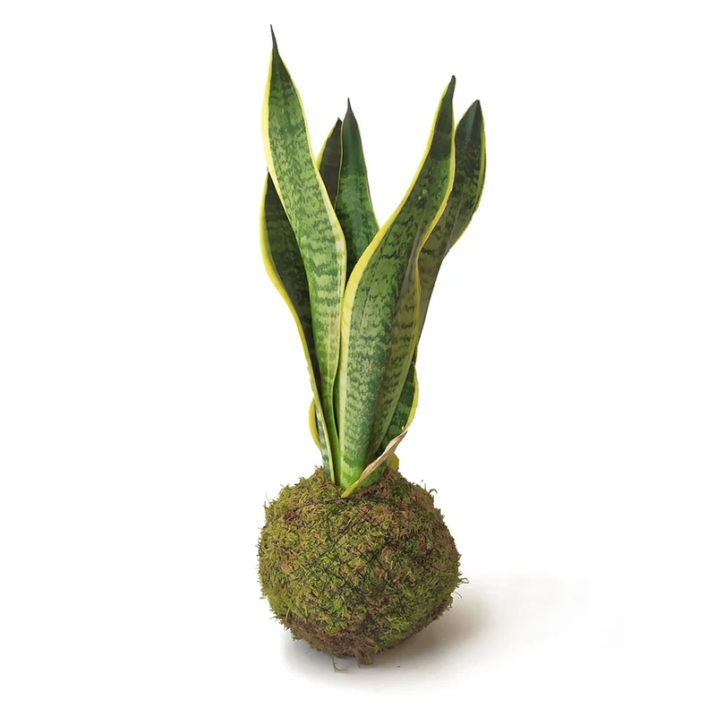 Kokedama Sansevieria Kokedamusl - Elaboración Artesanal Musgo Natural