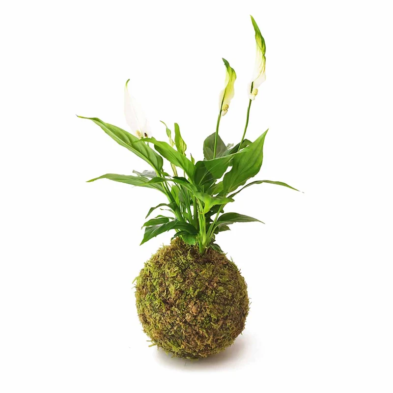 Espatifilo En Kokedama Musgo