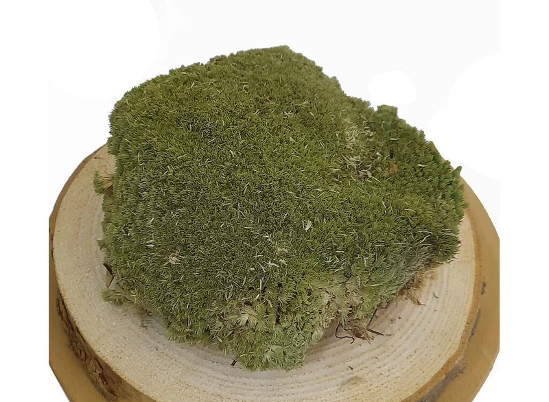 Musgo Bolmos (1 Caja 40x30cm)