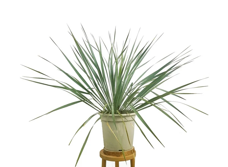 Yucca Rostrata M24 70cm