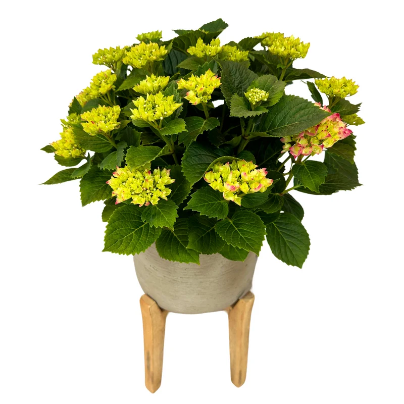 Hortensia Colores Variados M20