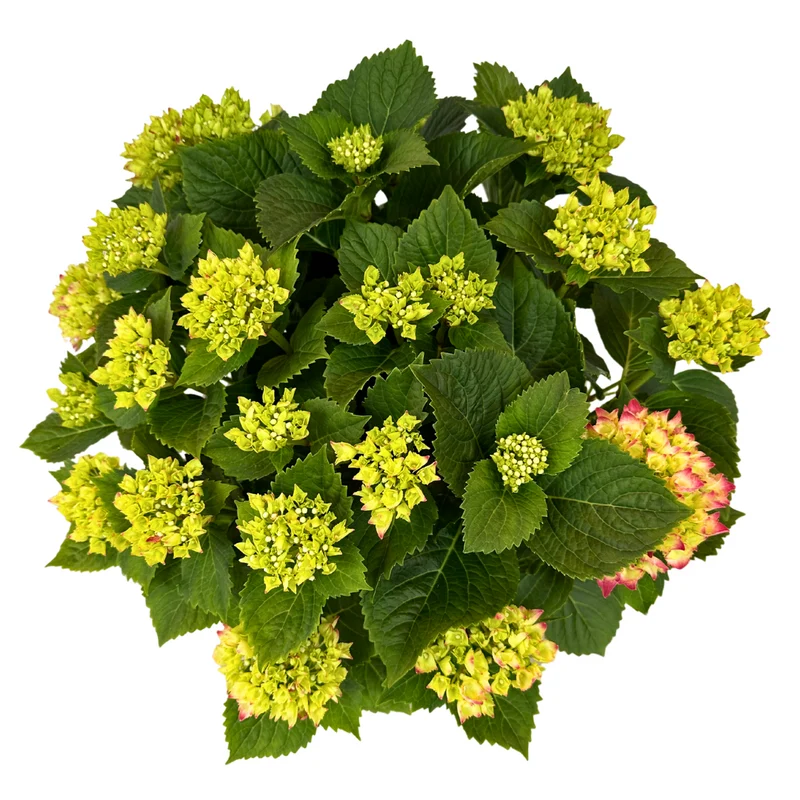 Hortensia Colores Variados M20