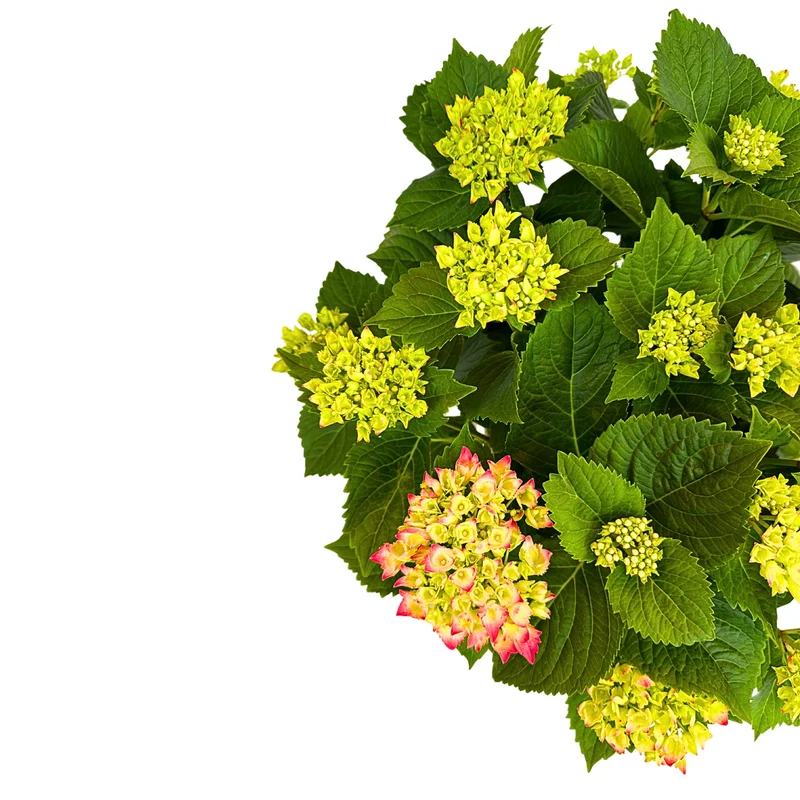 Hortensia Colores Variados M20