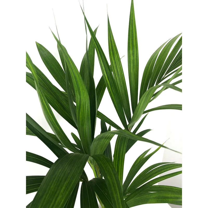 Kentia Forsteriana M17 100cm