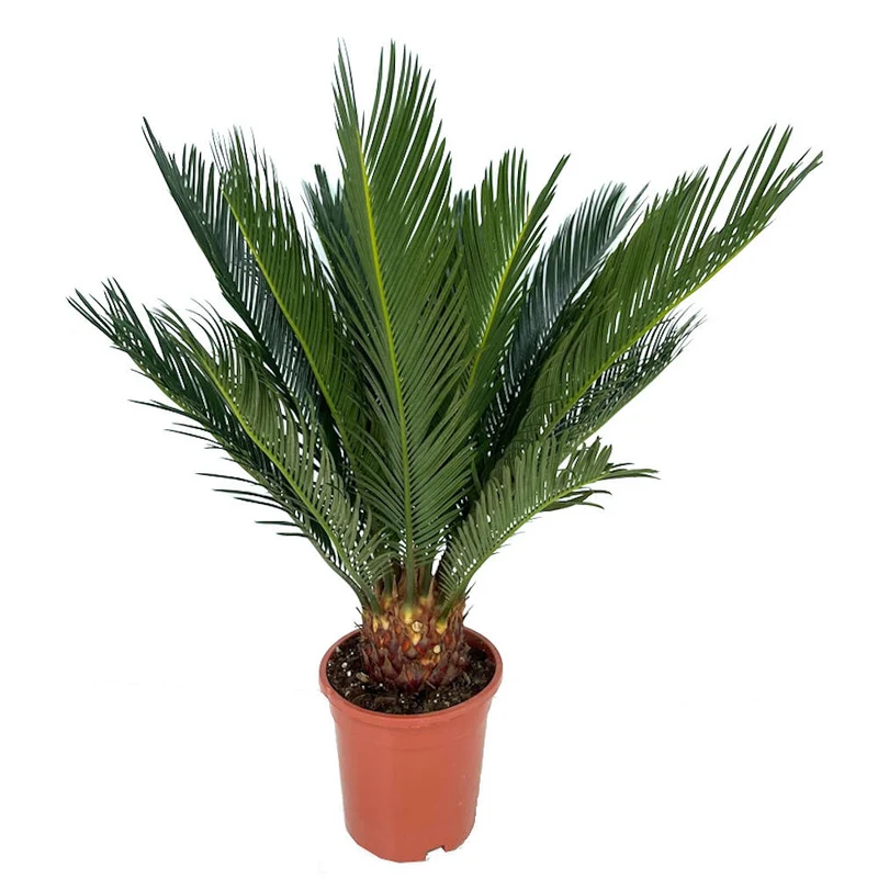 Cyca Revoluta M17 50cm