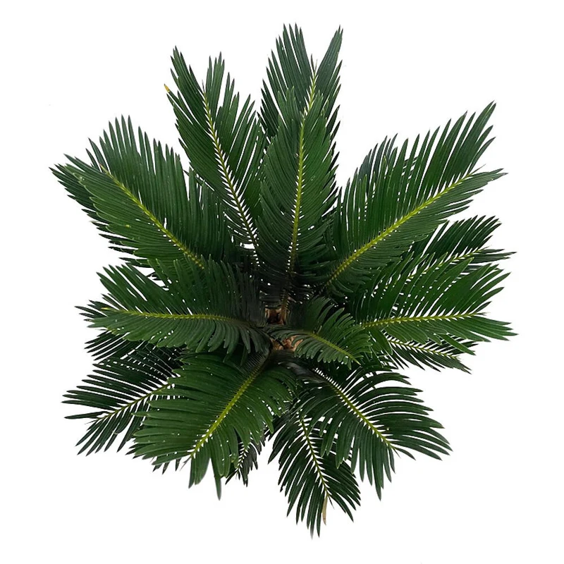 Cyca Revoluta M17 50cm