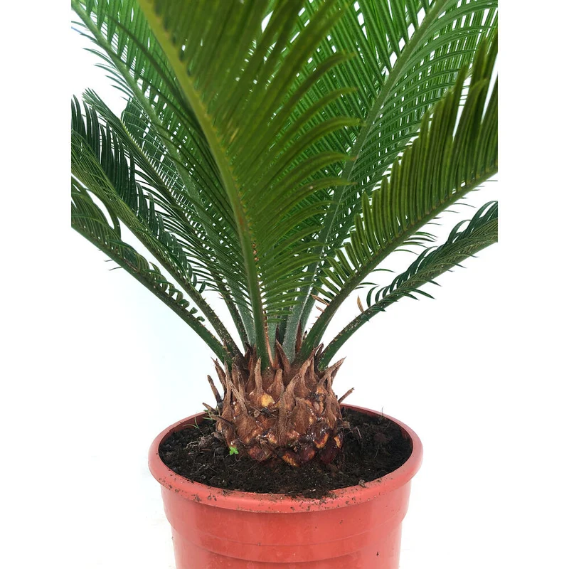 Cyca Revoluta M17 50cm