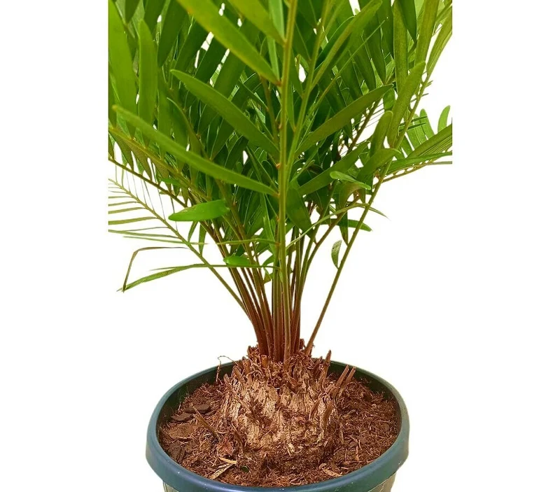 Zamia Floridiana M22 50 - 60cm