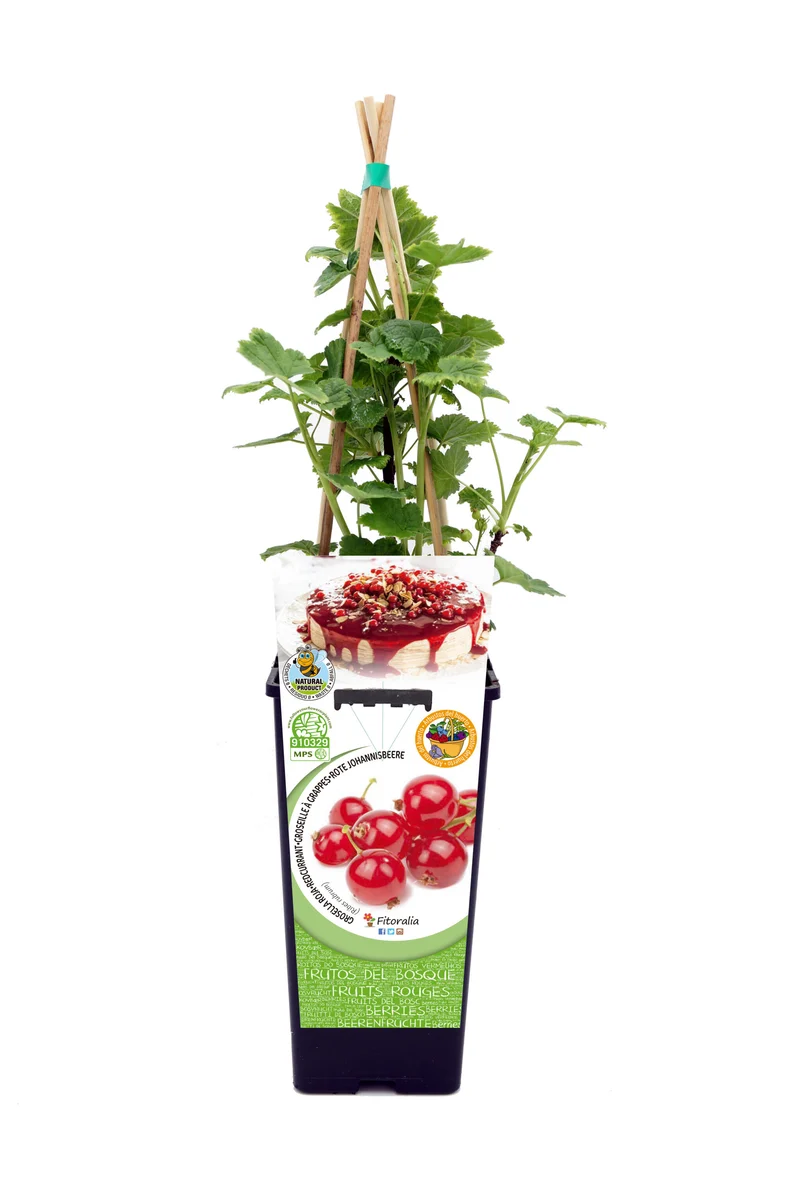 Grosella Roja En Maceta 2 L. Natural - Fitoralia