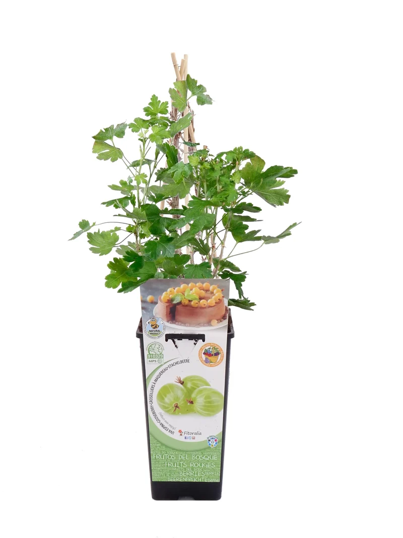 Uva Crispa Blanca En Maceta 2 L. Natural - Fitoralia