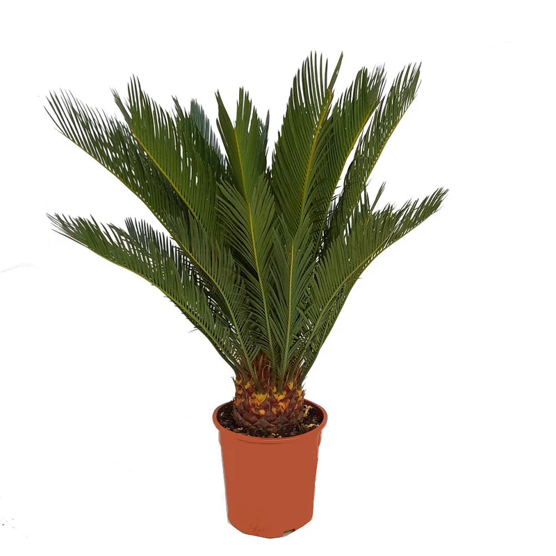 Cyca Revoluta M21 70cm