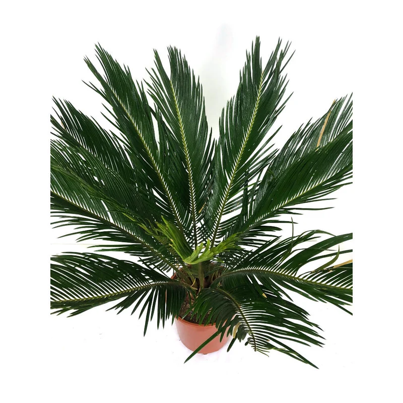 Cyca Revoluta M21 70cm
