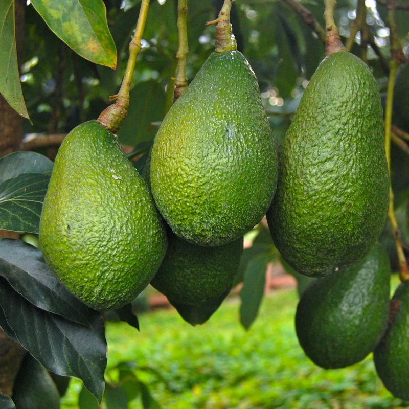 Frutal Aguacate Hass - Planta Natural - Maceta Tubo - Altura Aprox. 120cm.