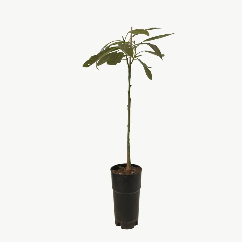 Frutal Aguacate Hass - Planta Natural - Maceta Tubo - Altura Aprox. 120cm.