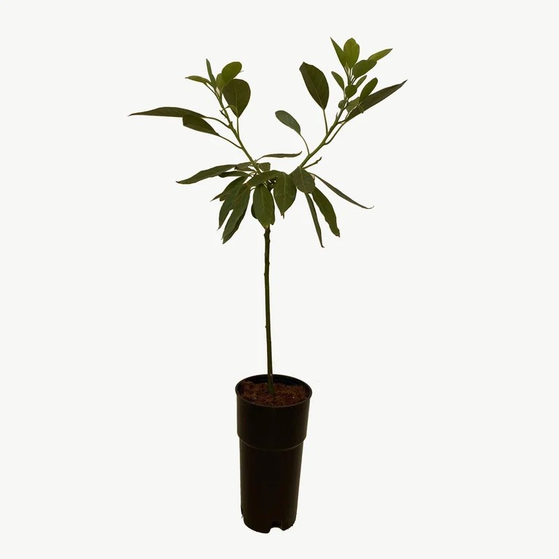 Frutal Aguacate Hass - Planta Natural - Maceta Tubo - Altura Aprox. 120cm.