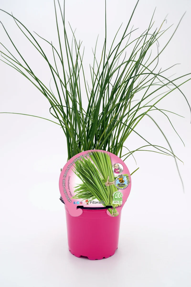 Cebollino En Maceta 10,5 Cm. Natural - Fitoralia