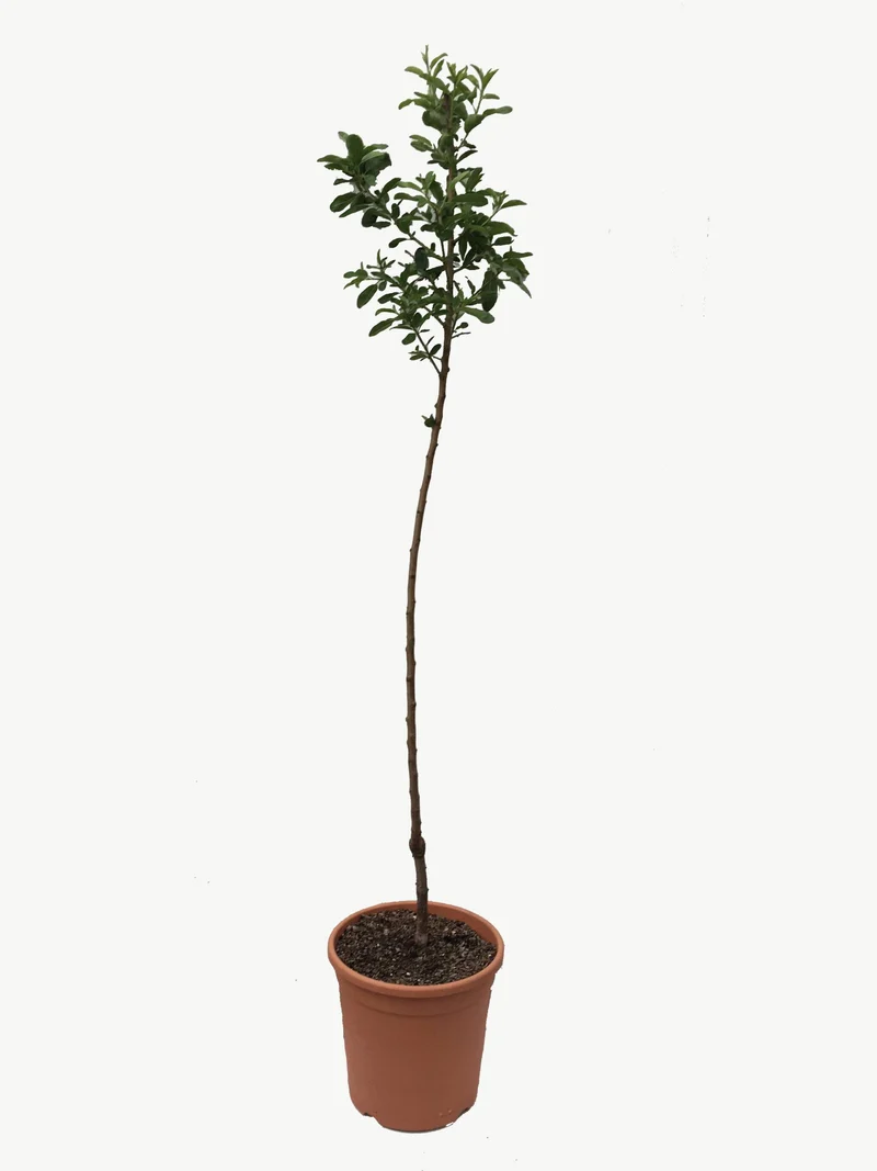 Frutal Almendro - Planta Natural - Maceta 26cm - Altura Aprox. 120/150