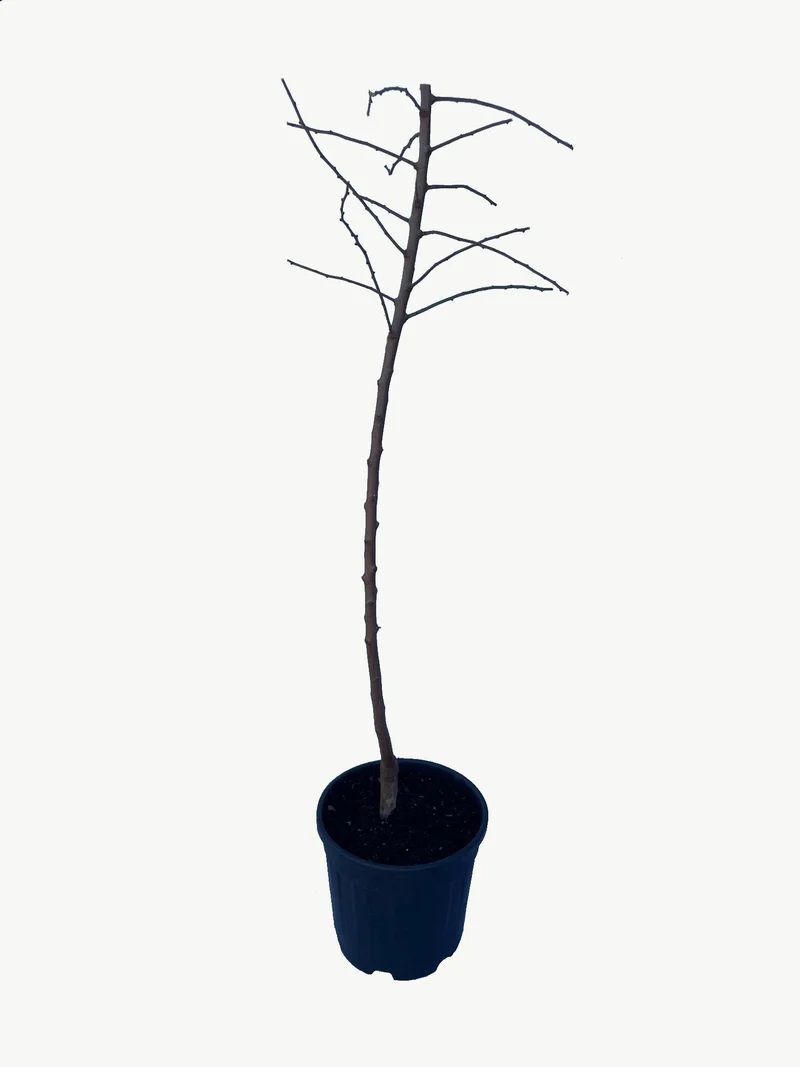 Frutal Almendro - Planta Natural - Maceta 26cm - Altura Aprox. 120/150