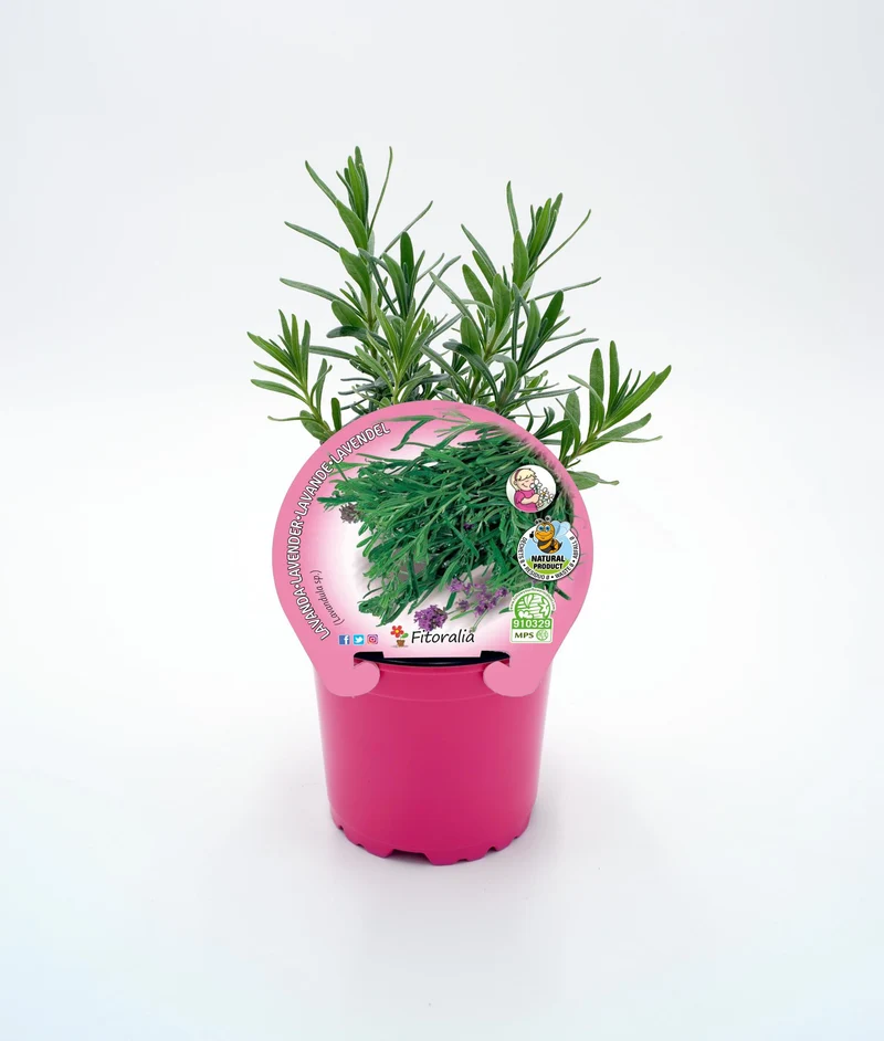 Lavanda En Maceta 10,5 Cm. Natural - Fitoralia