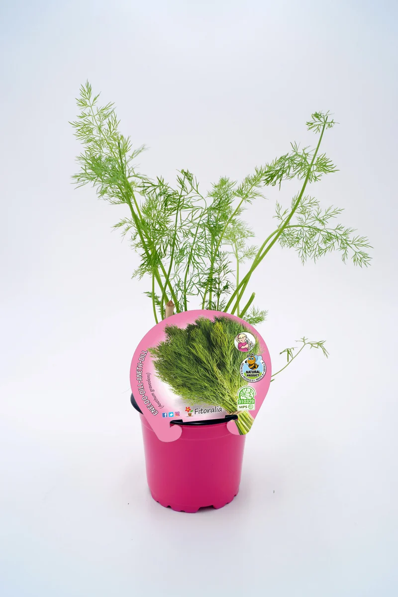 Eneldo En Maceta 10,5 Cm. Natural - Fitoralia