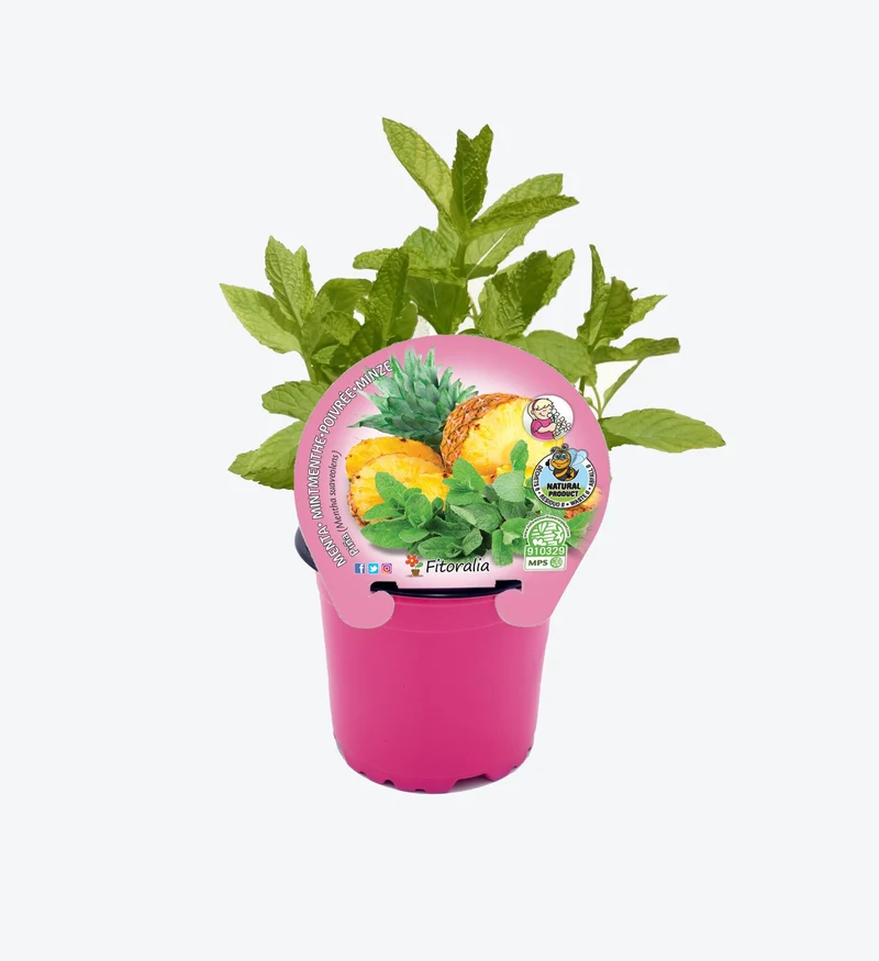 Menta Piña En Maceta 10,5 Cm. Natural - Fitoralia