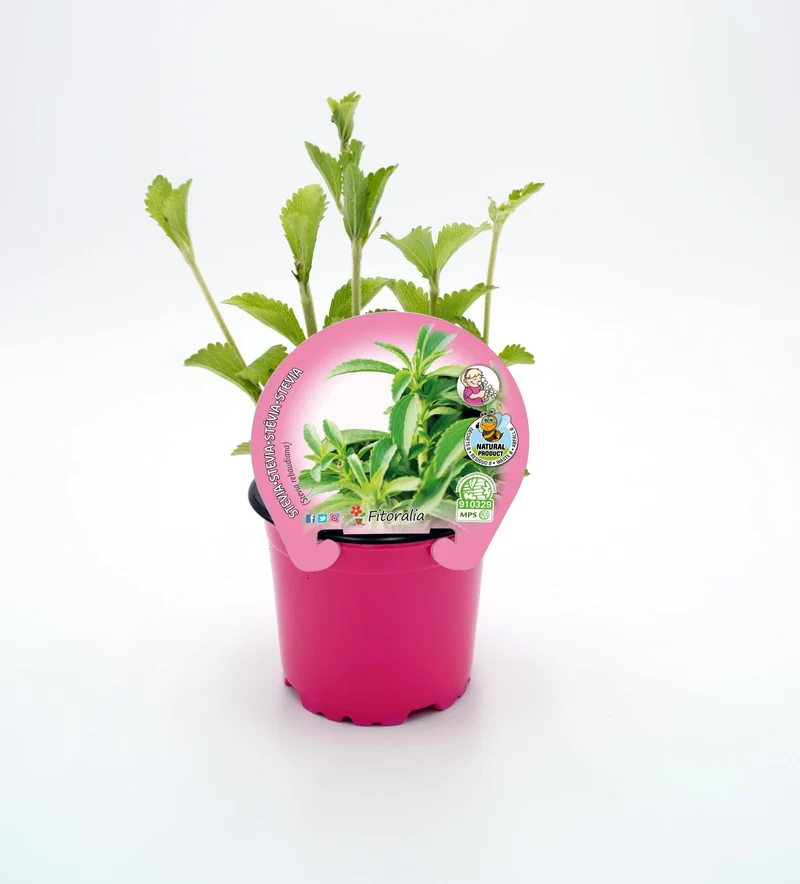Stevia En Maceta 10,5 Cm. Natural - Fitoralia