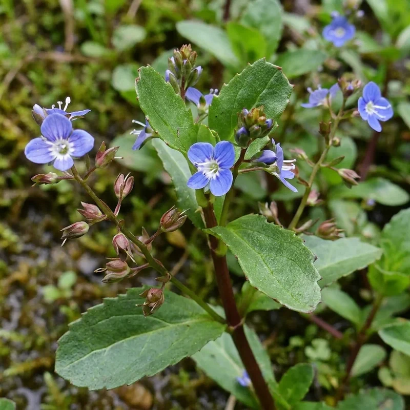 Verónica Acuática - Veronica Beccabunga - 15 Plantas De Ribera Purificadoras