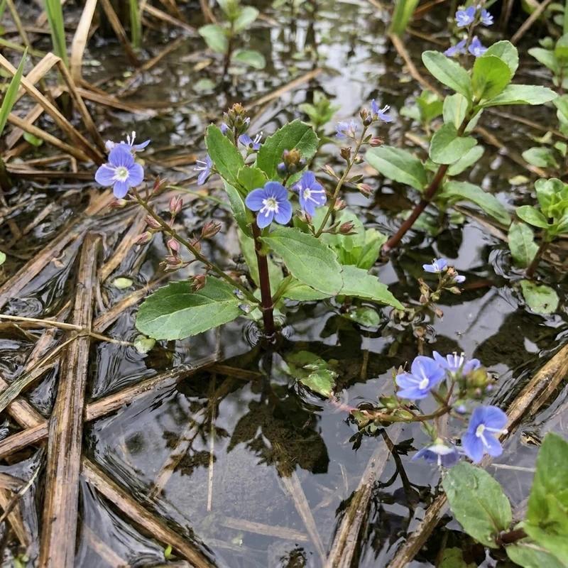 Verónica Acuática - Veronica Beccabunga - 15 Plantas De Ribera Purificadoras