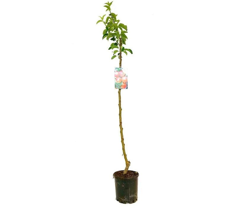 Arbol Frutal De Manzano Starking M22 130cm (manzana Roja)