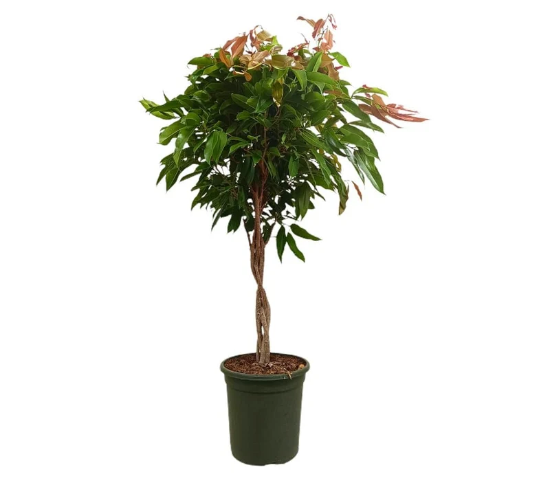 Ficus Amstel Queen Trenzado M32 110-130cm