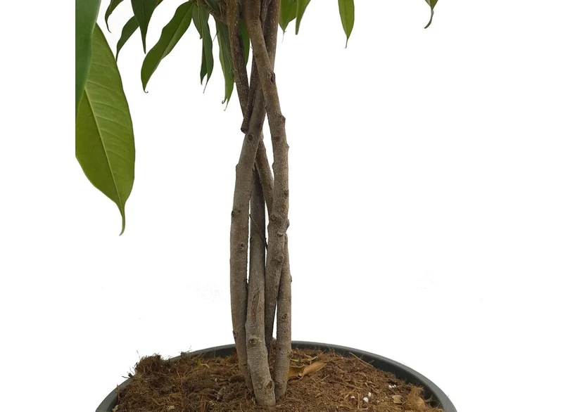 Ficus Amstel Queen Trenzado M32 110-130cm
