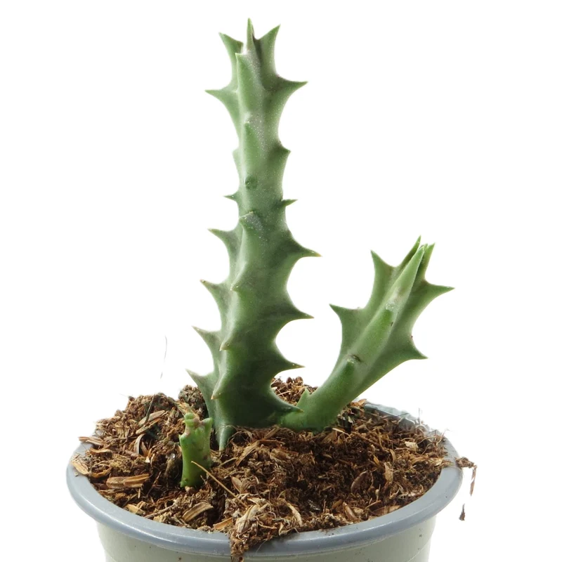 Orbea Lutea; Planta Suculenta Con Floración Llamativa, Flor Amarilla; Diámetro Maceta 9 Cm