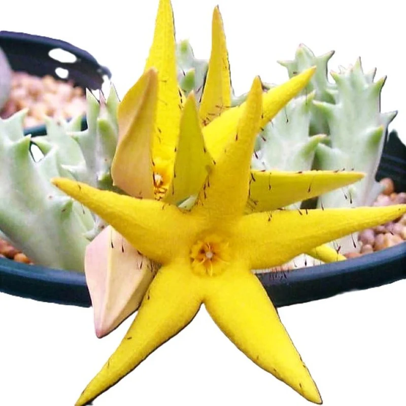 Orbea Lutea; Planta Suculenta Con Floración Llamativa, Flor Amarilla; Diámetro Maceta 9 Cm