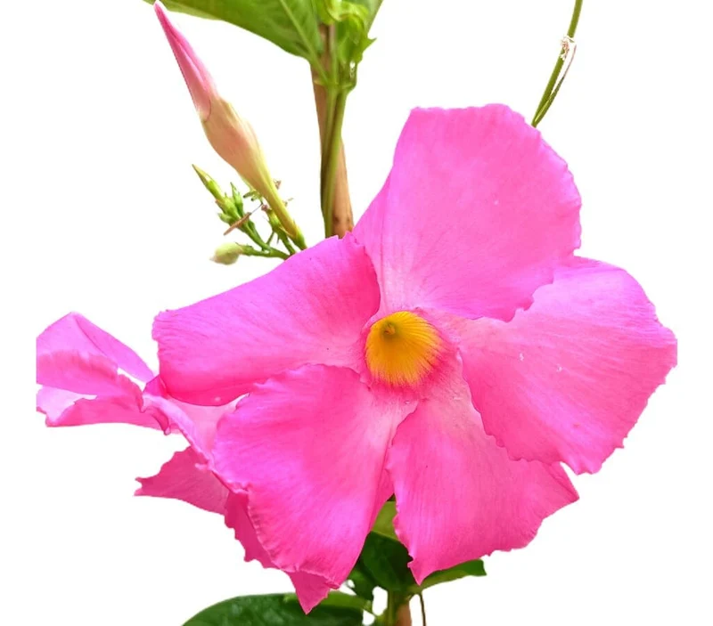 Dipladenia Cosmos Rosa M20 170-180cm (mandevilla)