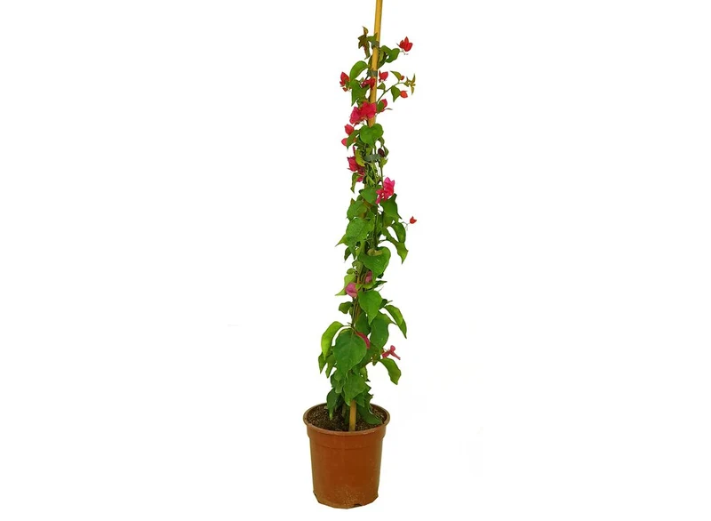 Bouganvillea Fucsia M30