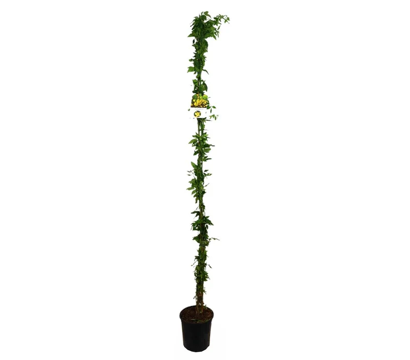 Jasminun Nudiflorum M20 180cm
