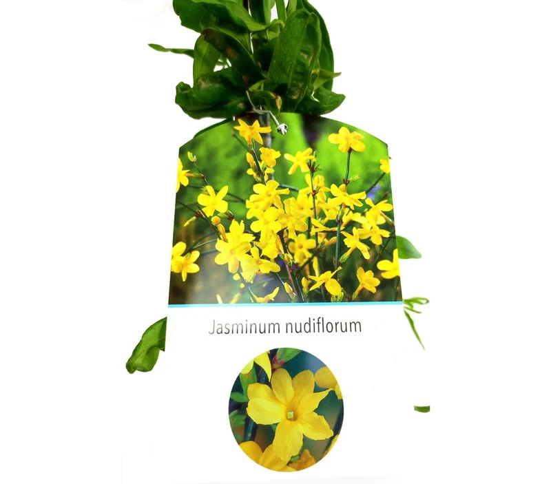 Jasminun Nudiflorum M20 180cm