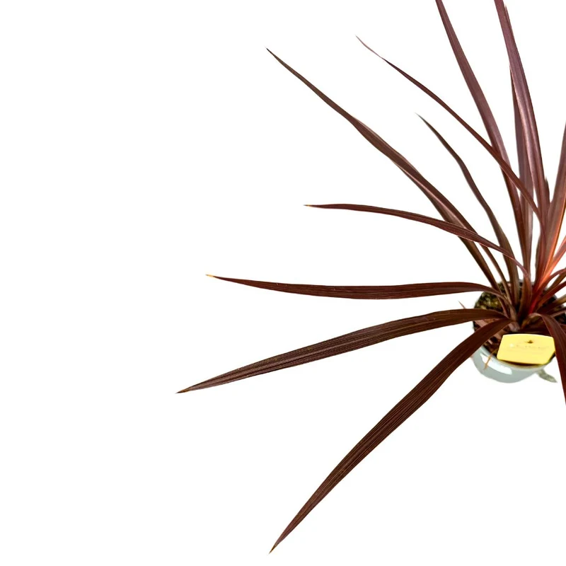 Cordyline Australis O Red Star El Toque Australiano Perfecto Para Tu Hogar