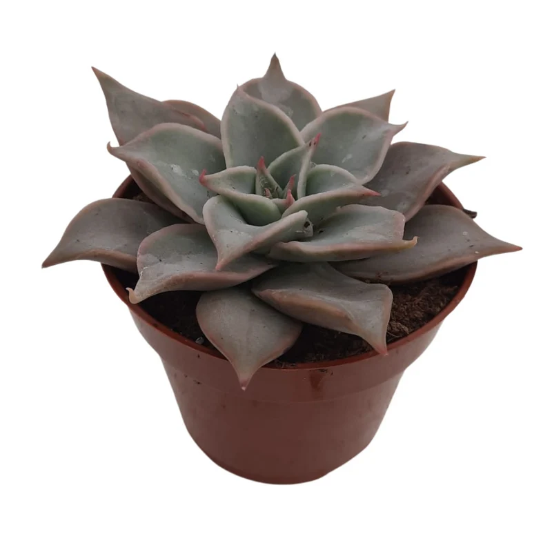 Echeveria Madiva Suculenta Exótica Para Jardinería Y Decoración Interior