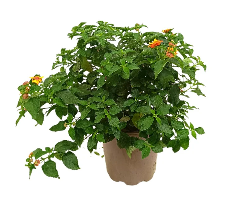 Lantana Camara M20 30-40cm