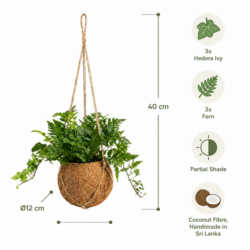 Plantas Colgantes De Coco - 6 Uds - Mix Hedera Y Helecho - Ø12 Cm