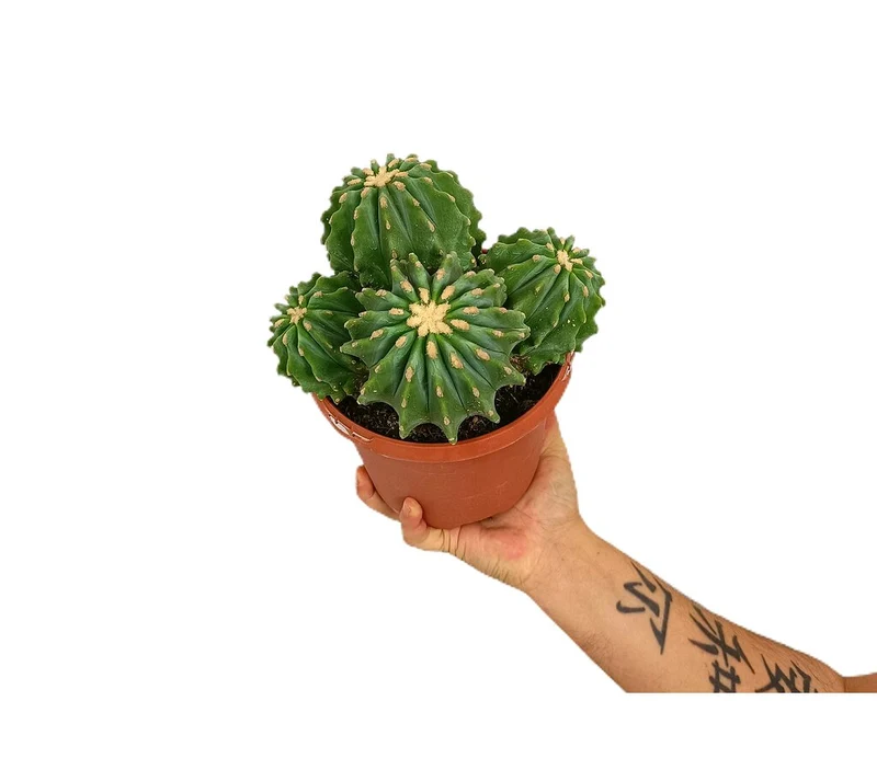 Ferocactus Glaucescens Inermis M17