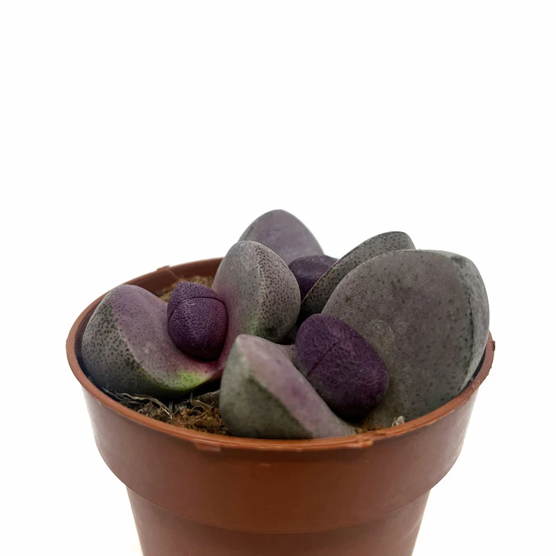 Pleiospilos Nelii Cv Royal Flush Cactus Y Suculentas M8,5 cm Ø