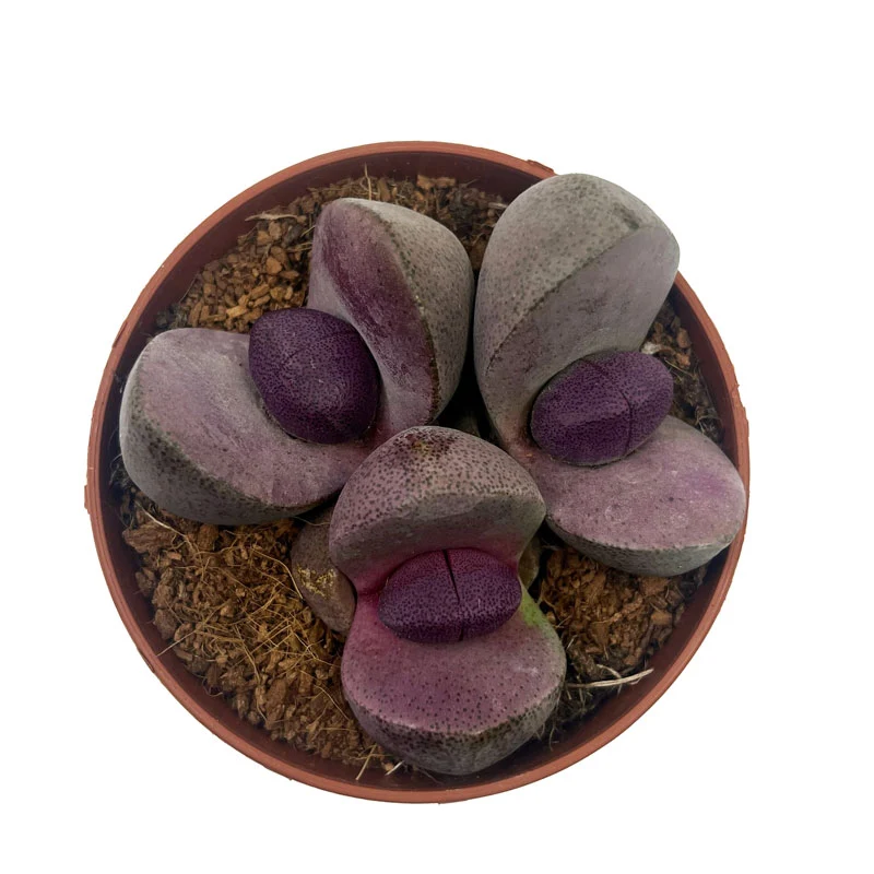Pleiospilos Nelii Cv Royal Flush Cactus Y Suculentas M8,5 cm Ø