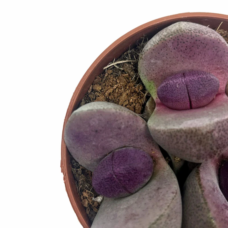 Pleiospilos Nelii Cv Royal Flush Cactus Y Suculentas M8,5 cm Ø