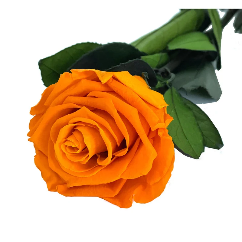Mundo Eterno Rosa Preservada Naranja 55cm