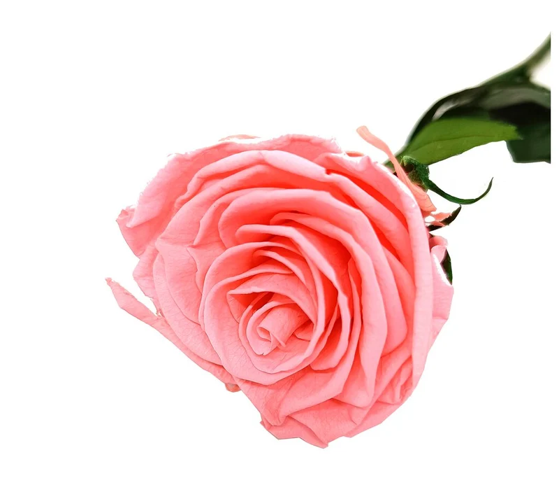 Mundo Eterno Rosa Preservada Rosa 35cm