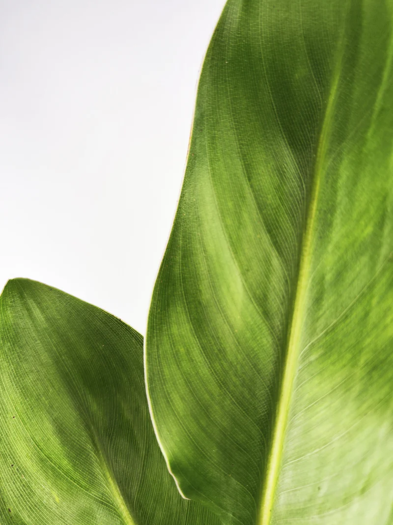 Strelitzia O Ave Del Paraíso | Altura 100cm - Maceta 19cm