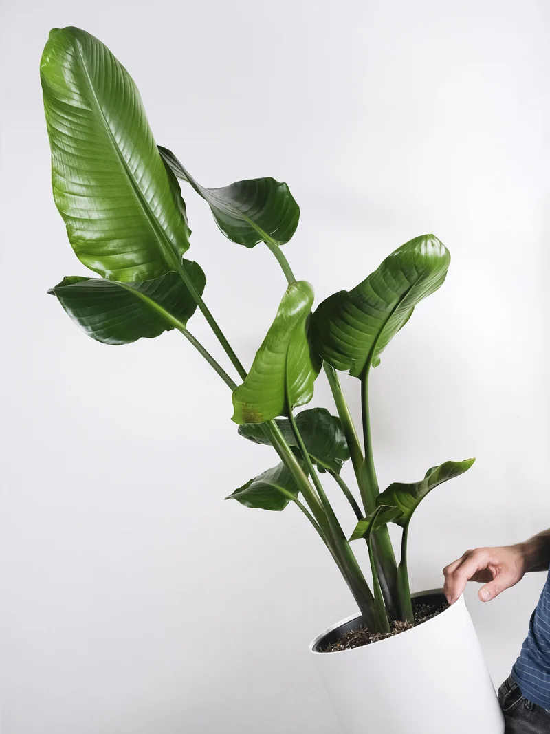 Strelitzia O Ave Del Paraíso | Altura 100cm - Maceta 19cm