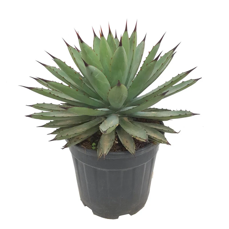 Agave Macroacantha M25 40cm